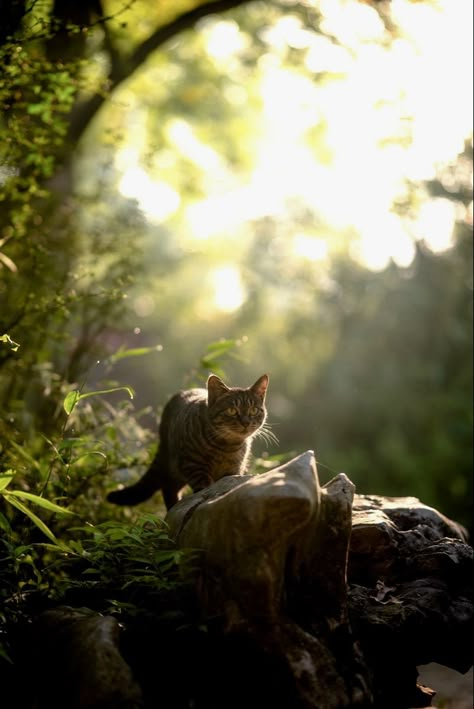 Cat Photography Aesthetic, Warrior Cats Clans, Cats Outside, Warrior Cats Books, Dust Bath, Cat Anatomy, Adventure Cat, Warrior Cat Oc, Warrior Cats Art