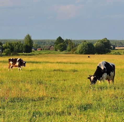 Farm Scenery Landscapes, Farm Landscape Photography, Simple Landscape Reference, Landscape Reference Photos, Landscape With Animals, Farmland Landscape, Cow Landscape, Cow Field, Rural Photography