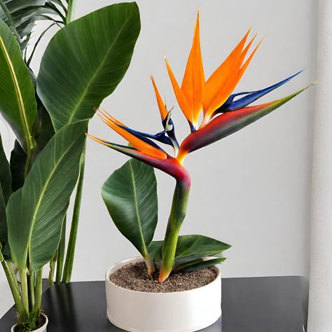 Are you ready to dive into the wild world of Bird of Paradise plants with me? 🌿 Whether you’re a seasoned plant parent or just starting your green journey, these tropical beauties are sure to… Dog Safe Plants, Grey Bed Sheets, Brown Headboard, Birds Of Paradise Plant, Bird Of Paradise Plant, Paradise Plant, Mosquito Repelling Plants, Flower Drawing Tutorials, Bed Sheet Sizes