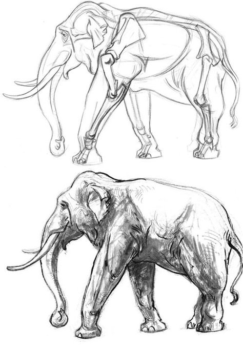 Gurney Journey: Animal Drawing at Otis Elephant Anatomy Drawing, Gary Geraths, Elephant Anatomy, Elephant Sketch, James Gurney, Animal Studies, Animal Sketch, Elephant Illustration, Elephant Drawing