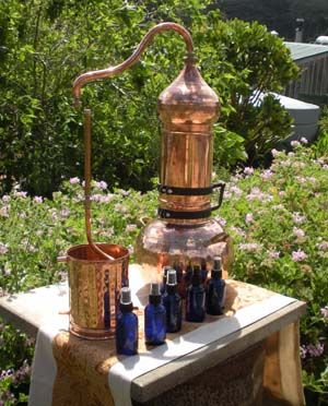 Classic copper Alembic Oil Distiller, How To Make Gin, Eucalyptus Radiata, Essential Oil Distiller, Copper Still, Moonshine Still, Making Essential Oils, Eucalyptus Globulus, How To Make Oil