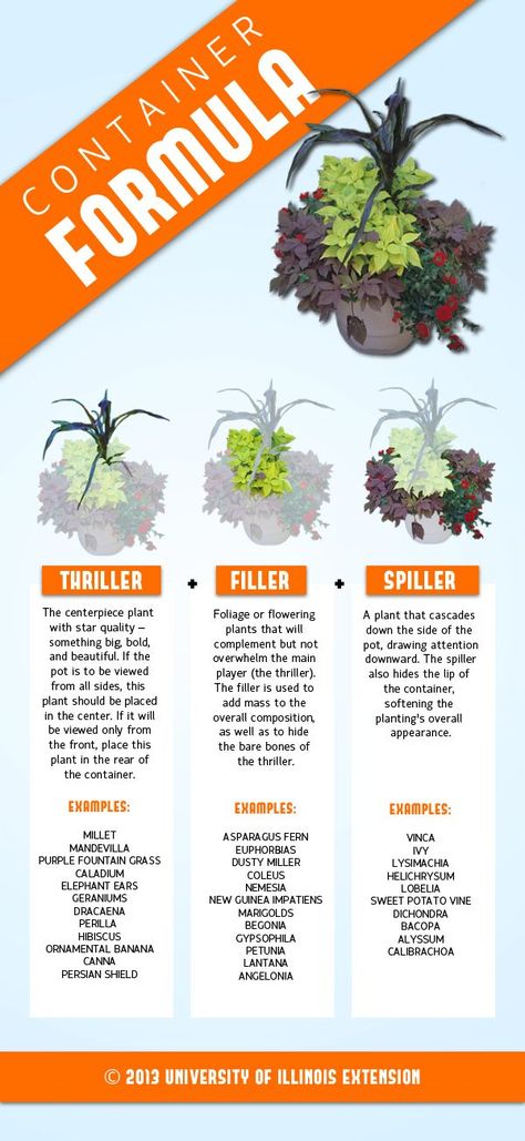 Consider this basic formula to create successful container arrangements: Thriller + Filler + Spiller. Container Arrangements, Planters Ideas, Summer Planter, Container Gardening Flowers, Planter Ideas, Bedroom Plants, Garden Containers, Outdoor Flowers, Container Flowers