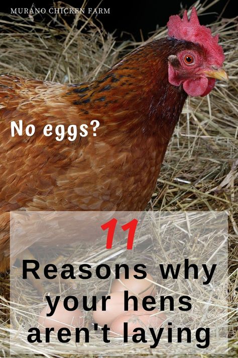 Chicken Tips, Urban Chicken Farming, Best Egg Laying Chickens, Soft Egg, Egg Laying Chickens, Urban Chickens, Backyard Chicken Farming, Raising Backyard Chickens, Egg Production