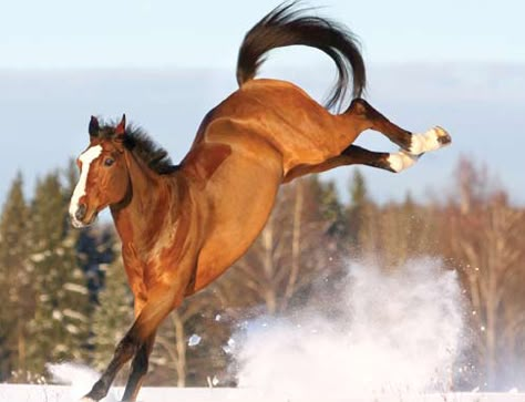 Relaxation Tips For Your Excited Horse Horse Field, Horse Playing, Snow Field, Relaxation Tips, Bay Horse, Horse Trailers, Majestic Horse, Horse Jumping, Poses References