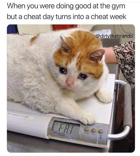 Oh nooo that poor fat cat 😂 #catmeme #fatcat #funny Chubby Cat, Meme Page, Cheat Day, Gym Memes, Top Memes, Memes Humor, Funny Animal Pictures, Animal Memes, Popular Memes