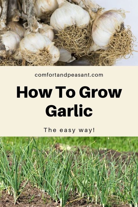 How to grow garlic. #gardening #GarlicScapes #outdoors #organic #SoftNeck #HardNeck #FromAClove #AtHome #InCanada #Zone5 #InUS #Zone6 When To Plant Garlic In Zone 6, Harvesting Garlic When To, Best Soil For Garlic, Growing Garlic From Cloves, Garlic Gardening, How To Harvest Garlic Scapes, Grow Garlic Indoors, Health Benefits Of Garlic, When Is Garlic Ready To Harvest