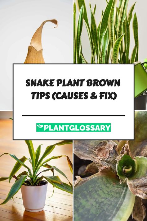 Snake Plant Brown Tips (Causes & Fix) Caring For A Snake Plant, Separating Snake Plant, How To Replant Snake Plant, Snake Plant Brown Tips, Grow Snake Plant From Leaf, Snake Plant Indoor, Types Of Snake, Snake Plant Care, Sansevieria Plant