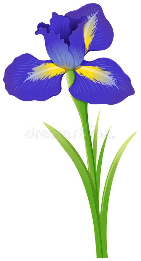 Flor azul del iris en el fondo blanco stock de ilustración Iris Drawing, Blue Iris Flowers, Flower On White Background, Flower Pattern Drawing, Iris Painting, Rock Flowers, Watercolor Flowers Tutorial, Flower Silhouette, Pastel Sec