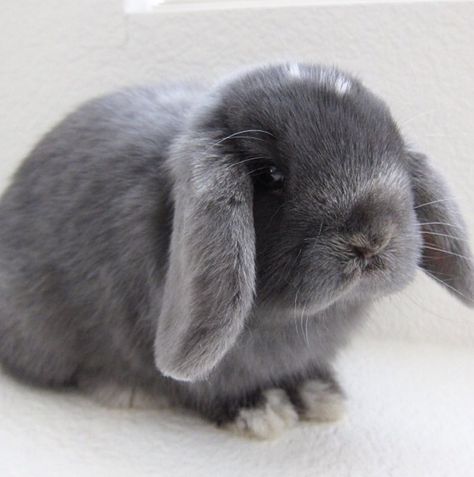 Grey Lop Bunny, Grey Holland Lop Bunny, Grey Bunny Aesthetic, Rabbits Aesthetic, Fluffy Bunnies, Holland Lop Bunnies, Lop Bunny, Gray Bunny, Dream Pet