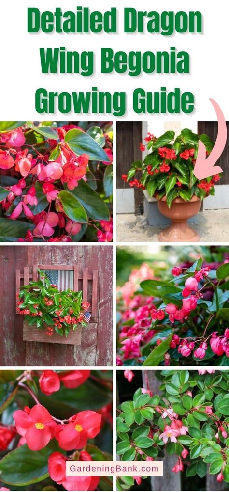 Dragon Wing Begonia, Sun Plants, Green Dragon, Dragon Wings, Flowering Shrubs, Angel Wings, Farm Gardens, Bonsai Tree, Flower Beds