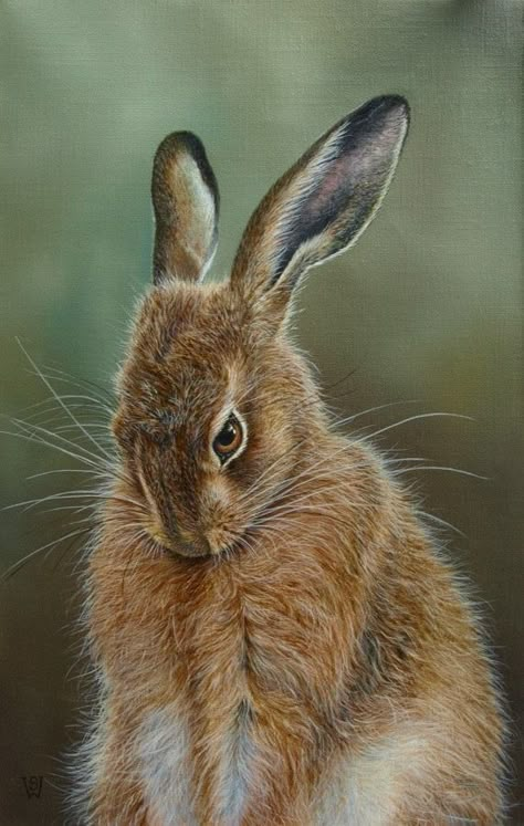 Hare Painting, Photo Hair, Rabbit Pictures, Animal Study, Rabbit Art, Pretty Animals, Animal Photos, Raw Beauty, Silly Animals