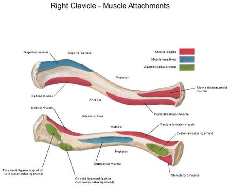 Clavicle Bone, Physical Therapy Assistant, Anatomy Bones, Leg Workout Routine, Doctor Of Physical Therapy, Bone Fracture, Muscle Anatomy, Medical Anatomy, Collar Bone