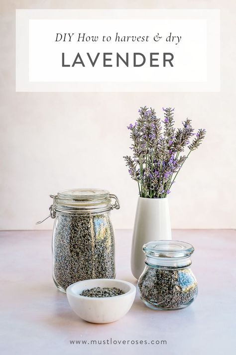 How To Store Lavender, How To Dry Out Fresh Lavender, How To Store Dried Lavender, Dry Lavender Diy, How To Dry Lavender For Tea, How To Dry Lavender Leaves, What To Do With Dry Lavender, Things To Do With Fresh Lavender, What To Do With Lavender Clippings