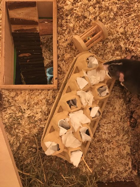 Rats Toys Diy, Mouse Enrichment Diy, Rat Toy Ideas, Diy Small Animal Toys, Diy Rats Toy, Pet Rat Enrichment, Diy Rat Accessories, Diy Rat Enrichment, Homemade Rat Toys