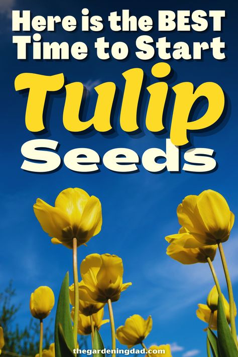 Do you think Tulips are beautiful and you want to try and grow your own? This article will go over the ins and outs to getting your seeds ready to sprout. #Thegardeningdad #Tulip #Flowers Tulip Seeds, Flowers From Seed, Ins And Outs, Tulips Flowers, Grow Your Own, Flower Seeds, Tulips, You Think, Ohio