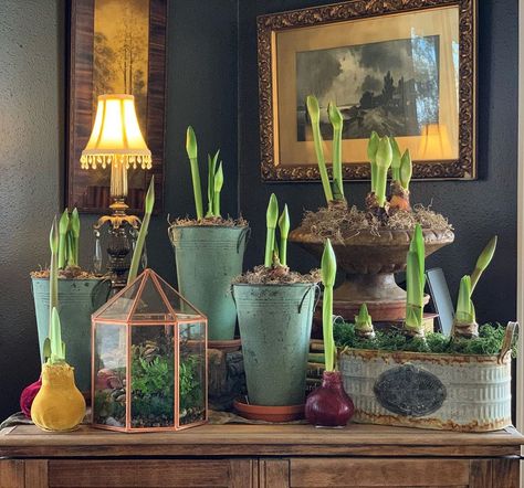 Garden Answer on Instagram: “You are looking at 24 amaryllis bloom stalks right here! (Don’t try to count...a few are still pretty short. 😆) Wouldn’t it be the most…” Amaryllis Display, Garden Answer Laura Leboutillier, Garden Answer Laura, Ideas Para Jardin, Garden Answer, Home Wishlist, Winter Garden, Idaho, Holiday Home