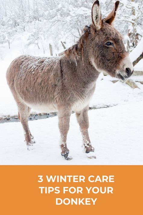 Donkey Stall Ideas, How To Care For Donkeys, Donkeys, Donkey Care Tips, Mini Horse Barn, Mini Donkey Care, Pet Donkey, Donkey Training, Field Shelters