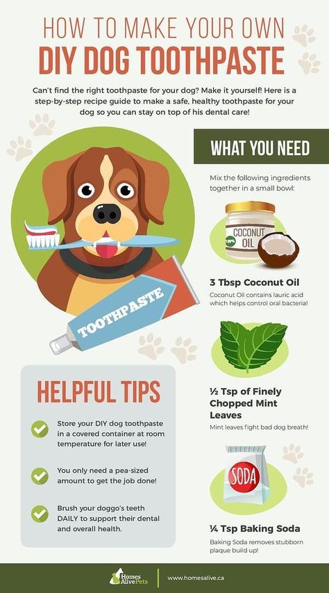 How To Make DIY Dog Toothpaste Dog Toothpaste Recipe, Diy Dog Toothpaste, Healthy Toothpaste, Dog Teeth Care, Lou Dog, Pet Dental Care, Dog Toothpaste, Dog Remedies, Healthy Dog Treats Homemade