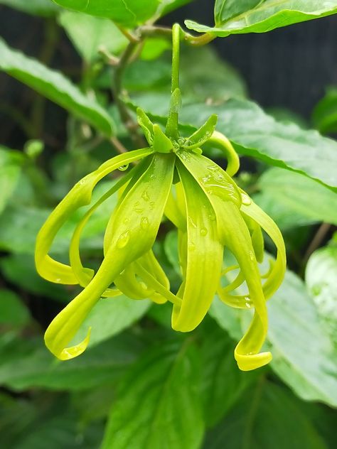 Ylang Ylang Flower, Smelling Flowers, Herbal Plants, Flower Therapy, Beautiful Flowers Garden, Tropical Flower, Flower Photography, Garden Fertilizer, Beautiful Picture