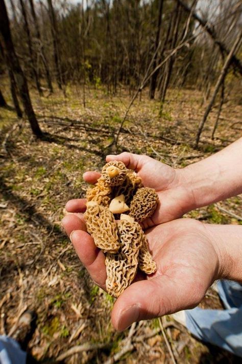 A Helpful Beginner's Guide to Hunting and Cooking Morel Mushrooms Cooking Morel Mushrooms, Morel Mushroom Hunting, Hunting Ideas, Hunting Guide, Morel Mushrooms, Morel Mushroom, Edible Mushrooms, Mushroom Hunting, Turkey Hunting