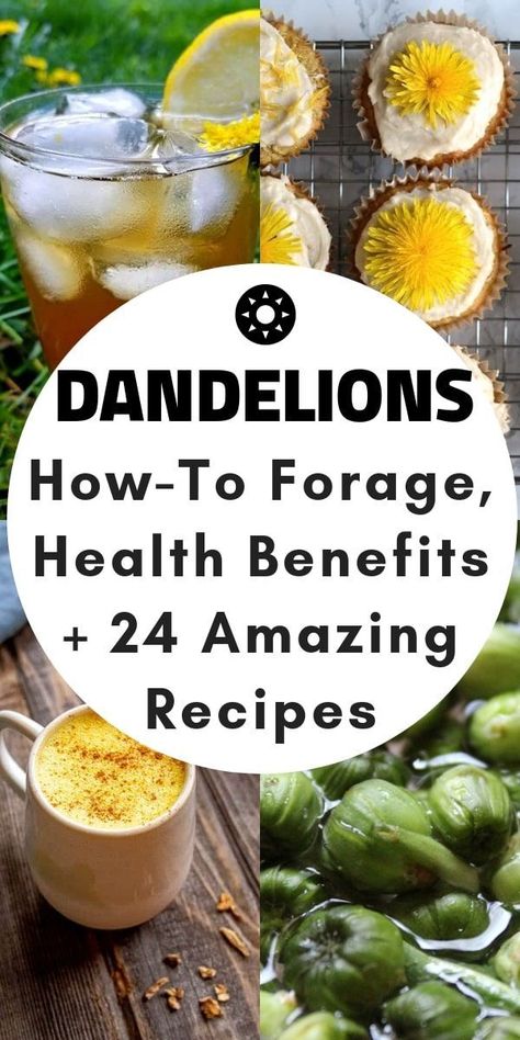 Dandelion Drink Recipes, Things To Make With Dandelions, Dandelion Recipes Food, How To Eat Dandelions, How To Forage, Things To Do With Dandelions, Homemade Antibiotics How To Make, Foraging Dandelions, Foraging Tips