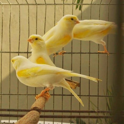 Pet Bird Cage, Canary Birds, Pet Vacuum, Pet Stroller, Interesting Animals, Unusual Animals, Finches, Pets For Sale, Pet Bird