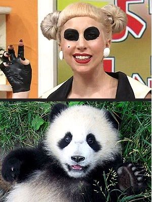 Lady Gaga is GAGA for Pandas! For most women "panda eyes" are not normally a good look - but it seems Lady Gaga has turned it into a fashion statement. Circles around the eyes like a panda are definitely in now! "Gagapanda" clearly expressed her love for pandas by dressing up in a panda inspired costume. To read the full article please visit our Cute Blog: http://cutebrands.net/cute-fan-club/cute-blog/72-lady-gaga-is-gaga-for-pandas Panda Babies, Panda Eyes, Big Thing, Baby Panda, She Likes, Cute Celebrities, Panda Bear, Lady Gaga, On Stage