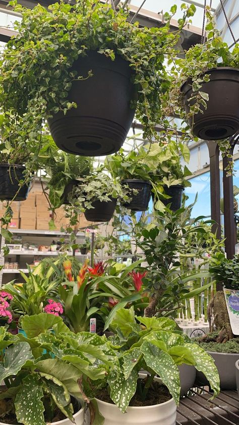 plants shopping plantshop greenery greenhouse aesthetic plantbased Plant Shopping Aesthetic, Plant Shop Aesthetic, Green Plants Aesthetic, Greenhouse Aesthetic, Plant Shopping, Plant Aesthetic, Pretty Plants, Beauty Standards, Plant Mom