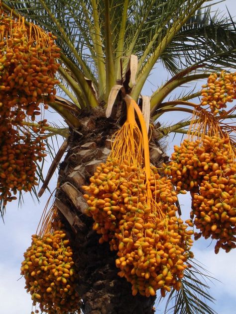 Fresh Dates Fruit, Dates Fruit Images, Growing Dates, Plant Based Diet Benefits, Date Tree, Dates Fruit, Mansa Musa, Fruits Painting, Palm Tree Fruit