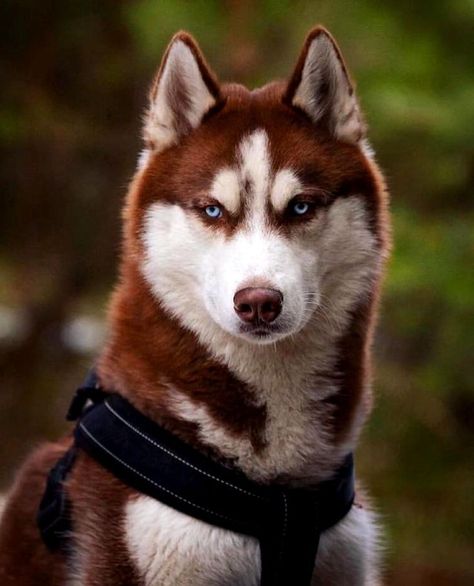 Red Husky Puppies, Husky Grooming, Native American Dog, Red Siberian Husky, Husky Training, Husky Art, Red Husky, Puppy Care Tips, Funny Husky