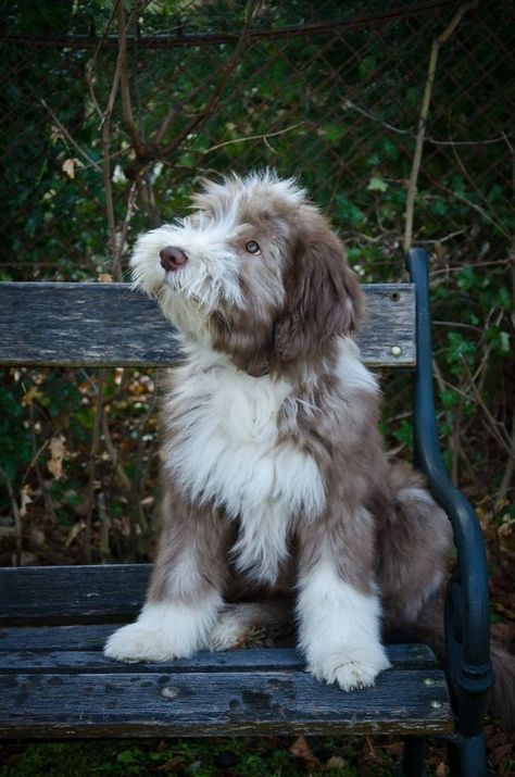 30+ Best Bearded Collie Dog Names Bearded Collie Puppies, Dog Day Afternoon, Collie Puppies, Bearded Collie, Goldendoodle Puppy, English Sheepdog, Collie Dog, Sweet Dogs, Beautiful Dogs