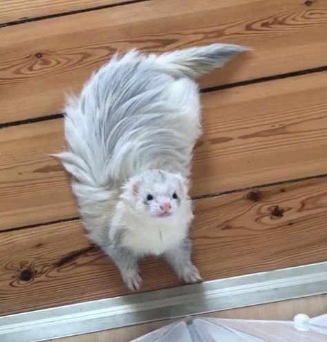 Fluffy Ferret, Ferret Tattoo, Baby Ferrets, Funny Ferrets, Pet Ferret, Cute Ferrets, Pretty Animals, Silly Animals, Fluffy Animals