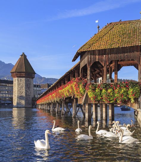 Beautiful Bridges, Lucerne Switzerland, Wooden Bridge, Switzerland Travel, Lucerne, Covered Bridges, Swans, 17th Century, Wonderful Places