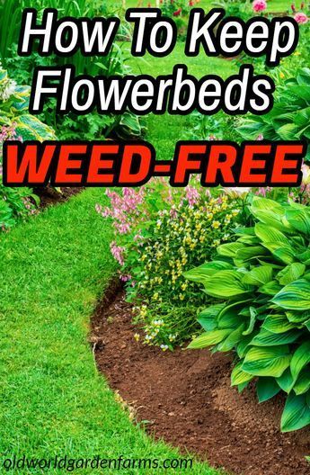 Garden Weeds, The Secret Garden, Garden Yard Ideas, Landscaping Tips, Lawn And Garden, Shade Garden, Outdoor Plants, Yard Landscaping, Garden Planning