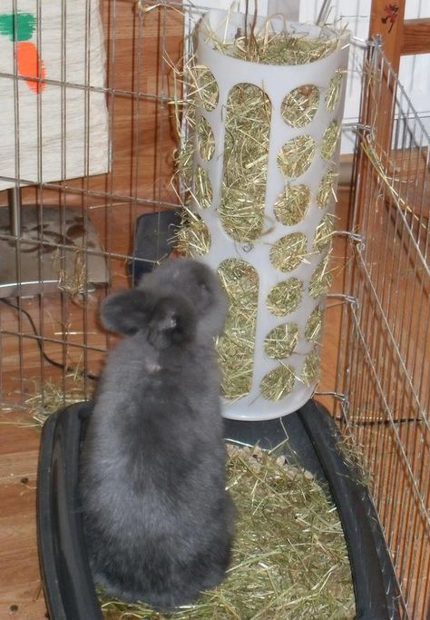 Haha handig Ikea Bag, Flemish Giant Rabbit, Hay Rack, Rabbit Enclosure, Rabbit Habitat, Rabbit Farm, Giant Rabbit, Meat Rabbits, Bunny Hutch