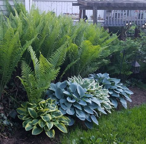 Fern And Rock Garden, Ferns In Garden Beds, Fern And Hosta Landscaping, Hydrangea And Fern Garden, Ostrich Ferns And Hostas, Fern Garden Bed, Ferns And Hostas Flower Beds, Landscape With Ferns, Fern And Hosta Gardens