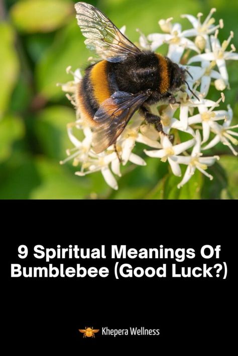 9 Spiritual Meanings Of Bumblebee (Good Luck?) Bumblebee Spirit Animal, Bumblebee Spiritual Meaning, Bumble Bee Spiritual Meaning, Bumblebee Meaning, Bee Symbolism Meaning, Bee Spiritual Meaning, Spiritual Meaning Of Bees, Bee Spirit Animal, Spiritual Animals