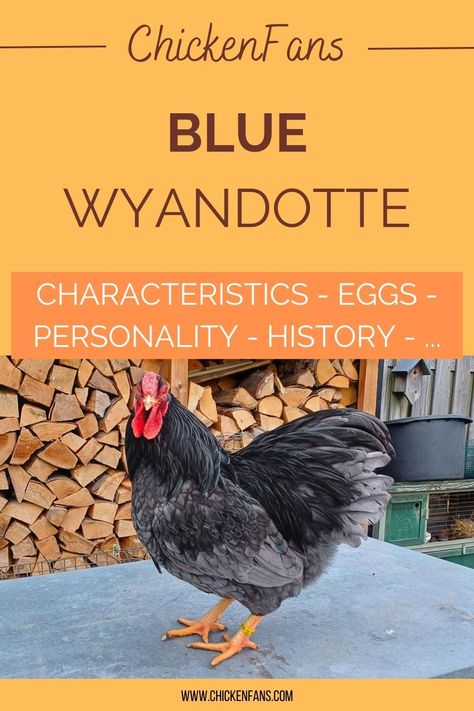 Blue Wyandottes are an official grey-blue color variety of the Wyandotte. It’s a modern color that only got admitted to the APA Standard in 1977. The blue color is also seen in non-official lines, like the Blue Partridge, Blue Penciled, and Blue Columbian Wyandottes. Blue Laced Wyandotte, Largest Chicken Breed, Wyandotte Hen, Lavender Chicken, Wyandotte Chicken, Selective Breeding, Egg Production, Future Farms, Black Pigment