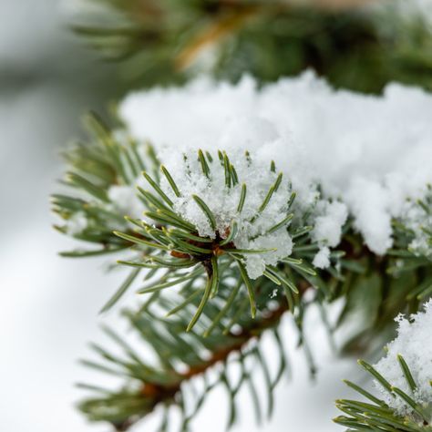 Pine branches after the first snow by Petras Paulauskas Beverly Core, Winter Pines, Snow Photos, Snow Images, The First Snow, Christmas Windows, Outdoor Park, Pine Branches, Spruce Tree