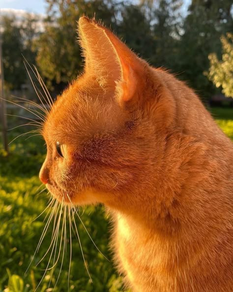 Wallpaper Gatos, Orange Tabby Cats, Cute Cats Photos, Orange Cats, Orange Aesthetic, Yellow Cat, Ginger Cats, Yellow Aesthetic