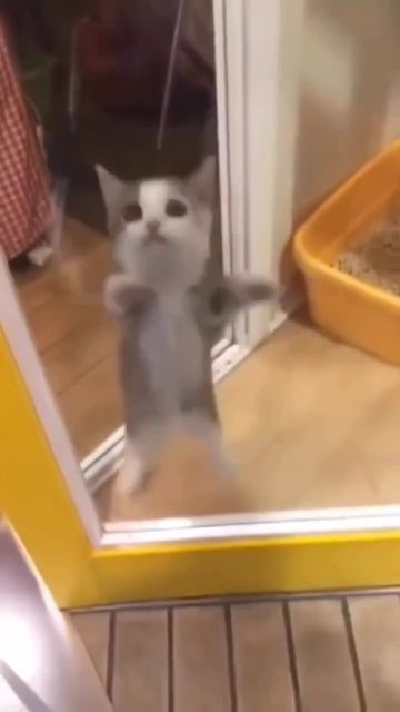 Lil Paws 🐾 on Instagram: "Jump jump 😺 . . . #cuteanimal #cutecat #cutekitten" Happy Profile Picture, Happy Happy Happy Cat, Happy Cat Gif, Jumping Cat, Happy Kitten, Happy Memes, Cat Template, Funny Looking Cats, Cute Cat Memes