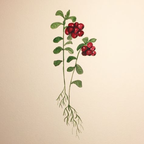 Lingonberry Drawing, Lingonberry Tattoo, Woodland Embroidery, Recipe Illustration, Watercolor Fruits, Book Of Secrets, Collarbone Tattoo, Watercolor Strokes, Tattoo And Piercings