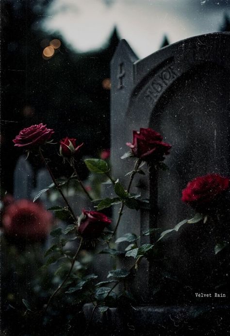 Goth Flowers Aesthetic, Flowers On Grave, Grey And Red Aesthetic, Dark Garden Aesthetic, Romantic Goth Wallpaper, Tomb Aesthetic, Adrien Aesthetic, Dark Rose Aesthetic, Withering Rose