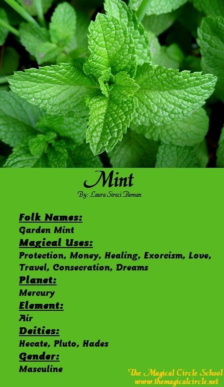 Magical Properties Of - Mint Magical Circle, Magickal Herbs, Witch Herbs, Plant Magic, Witch Garden, Magic Herbs, Magical Herbs, Herbal Magic, Healing Herbs