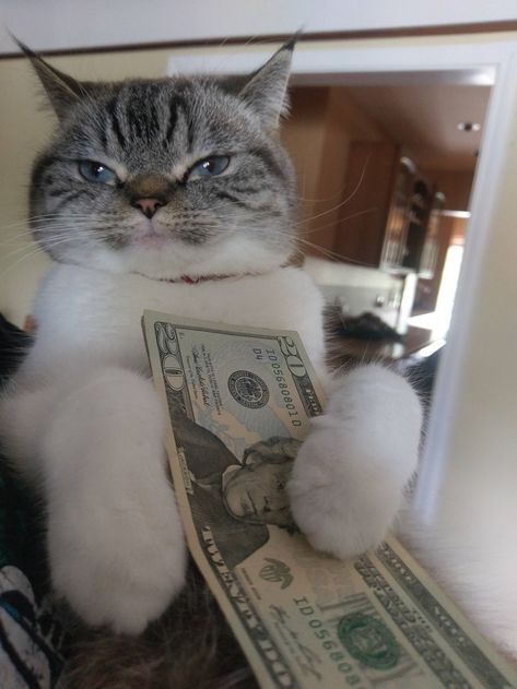 When Your Cat Has More Money Than You Astro Cat, Money Cat, Funny Animal Photos, Work Memes, Cat Aesthetic, Silly Cats, Funny Animal Pictures, Cat Tshirt, Cat Lover Gifts