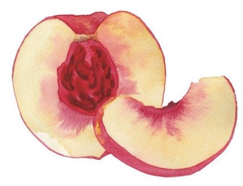 Nectarine Drawing, Watercolour Food, Watercolor Food Illustration, Peach Art, Watercolor Food, Watercolor Fruit, Watercolor Projects, Watercolor Paintings Easy, Fruit Painting