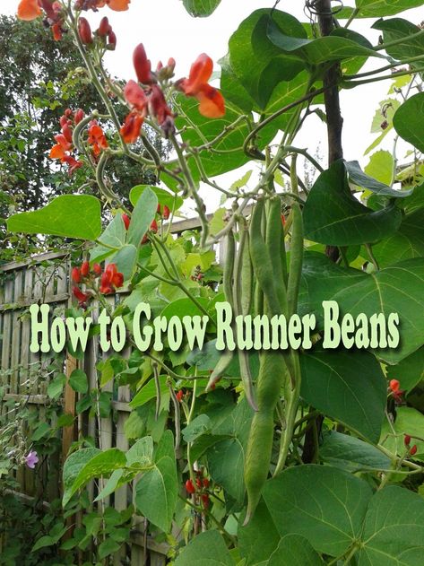 Runner beans are some of the easiest vegetables to grow. They also shoot up very quickly, have lovely red flowers and produce lots of beans. This article will provide you with all the info you'll need to grow them. Growing Runner Beans, Climbing Beans, Easiest Vegetables To Grow, Bean Garden, Scarlet Runner Beans, Growing Beans, Vegetables To Grow, Veg Patch, Easy Vegetables To Grow