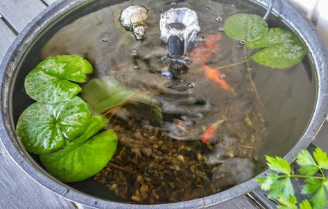 How to Create a Container Water Garden for Small Spaces Garden For Small Spaces, Small Water Gardens, Patio Container Gardening, Planting Fruit Trees, Container Water Gardens, Window Box Garden, Container Garden Design, Water Container, Fall Vegetables