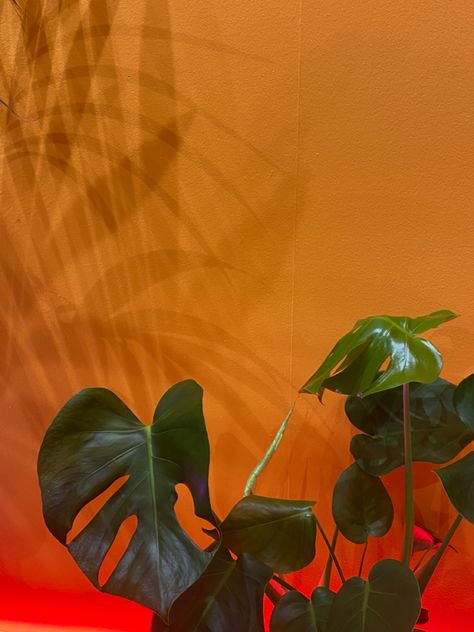 90s Orange Aesthetic, Orange Plant Aesthetic, Brown Tropical Aesthetic, Brazil House Aesthetic, Pink Orange Green Aesthetic, Orange Home Aesthetic, Aspencore Aesthetic, Dark Green And Orange Aesthetic, Orange And Red Aesthetic