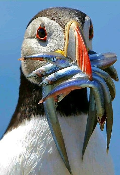 Puffin returns to its den to feed young on the island of Skomer, Wales, UK. - by Nathan Rolls Photography Birds Feathers, Atlantic Puffin, Tattoo Nature, Puffins Bird, Animals Tattoo, Animal Study, Pretty Animals, Arte Inspo, Silly Animals